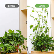 Invisible Plant Climbing Wall Fixture Clips